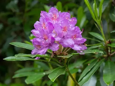 Rhododendron ponticum: Um Arbusto deslumbrante com uma História Curiosa