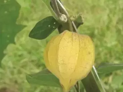 Estratégias de Controle de Pragas na Cultura da Physalis