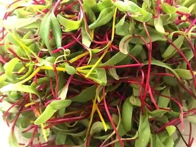 Microverdes: Um Mercado em Ascensão e Cultivo Simplificado