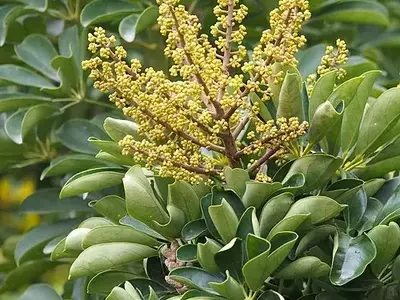 Descobrindo a Schefflera Arboricola: Uma Guia Completo sobre o Guarda-Chuva-Anão