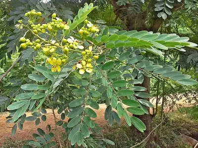 Desvendando a Senna siamea: Beleza, Utilidade e Folclore