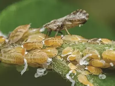 A Eficácia do Óleo Essencial de Laranja no Combate ao Psilídeo dos Citros