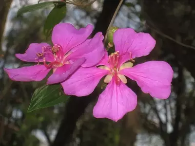 Tibouchina pulchra: A Quaresmeira Rosa dos Jardins Brasileiros