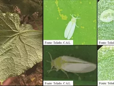 Estratégias Integradas para o Combate Eficaz da Mosca-Branca