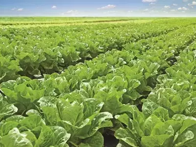 Cultivo de Alface Adaptável: Variedades e Desafios para Produção Contínua