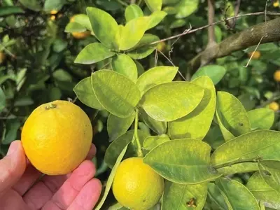 A Reinvenção da Citricultura: Perspectivas de um Especialista de Campo