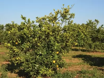 Ameaça Verde: Estratégias Essenciais para a Sobrevivência dos Pomares de Cítricos