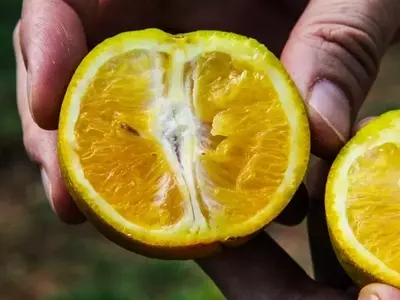 São Paulo Aumenta Investimento para Combater o Greening na Citricultura