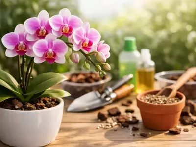 Guia Completo de Adubação para Orquídeas: Escolha o Melhor para Suas Flores