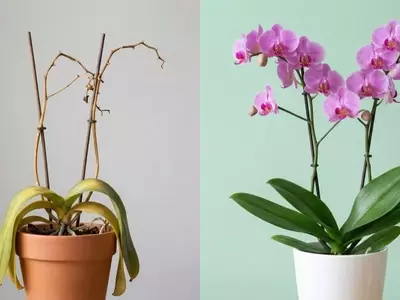 Guia Completo para Revitalizar sua Orquídea e Estimular Novas Flores