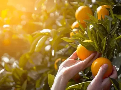 Colaboração entre Invaio Sciences e Fundecitrus Impulsiona Soluções Biológicas Contra o Greening