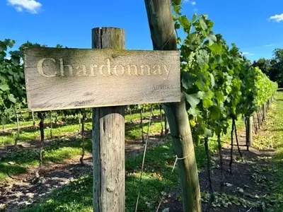 Vinícola Aurora Projeta Colheita Recorde de Uvas em 2026 Impulsionada por Variedades para Espumantes