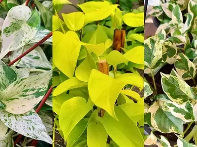 Descubra a Diversidade das Jiboias: 5 Variedades Encantadoras para o Seu Lar