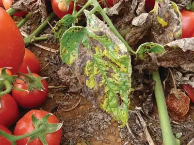 Inovações Tecnológicas na Gestão Fitossanitária do Tomate