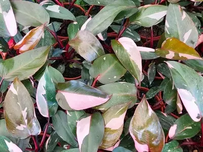 Guia Completo de Cuidados com a Philodendron Pink Princess