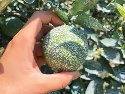 AgroSol: Inovação e Proteção Térmica para o Agronegócio