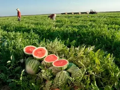 Brasil impulsiona exportação de frutas para a Europa com aumento de 19% e acordo Mercosul-UE
