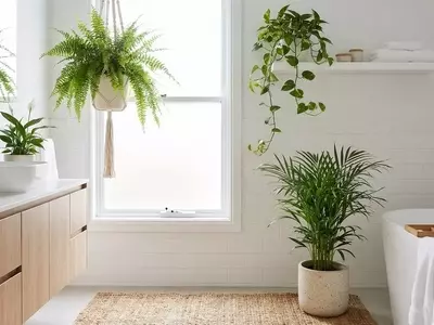 Transforme Seu Banheiro em um Oásis Verde: As Melhores Plantas para Ambientes Úmidos