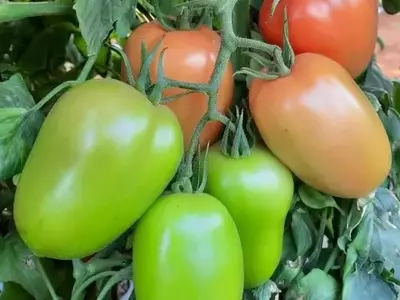 Crescimento do Tomate Saladete: Qualidade e Resiliência no Cenário Agrícola Brasileiro