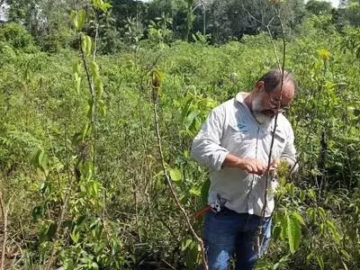 Embrapa Amapá Ganha Prêmio por Inovação no Combate à Praga da Mandioca