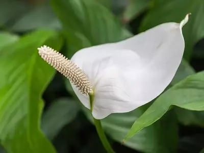 Spathiphyllum cochlearispathum: O Lírio-da-Paz Gigante e Seus Segredos