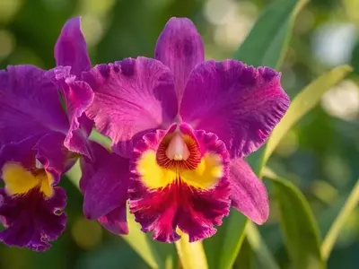 Desvendando os Códigos das Orquídeas: Um Guia Completo para Entender Suas Siglas