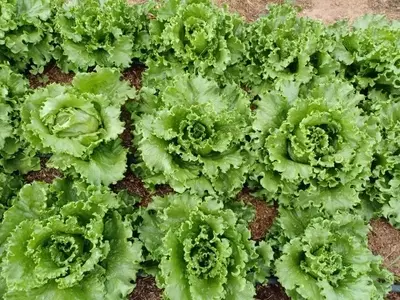 Cultivo de Alface Frente aos Desafios Climáticos Atuais