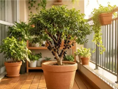 Cultivando Jabuticabeiras Híbridas em Vasos: Guia Completo para Colheitas Abundantes o Ano Todo