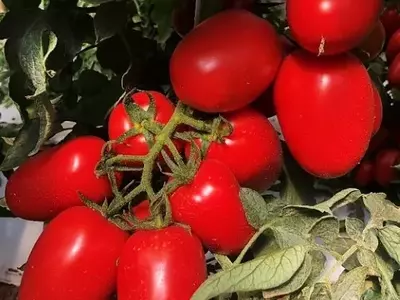 Estratégias Eficazes para o Cultivo de Tomate em Períodos Chuvosos