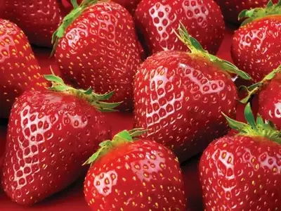 A Genética Inova o Cultivo de Morangos: Produtividade, Qualidade e Resiliência Elevadas