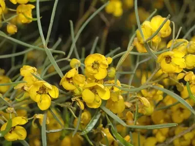 Senna australis: A Planta da Alegria e da Resistência