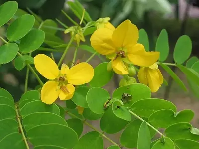 A Magnífica Senna surattensis: Elegância e Versatilidade em Seu Jardim