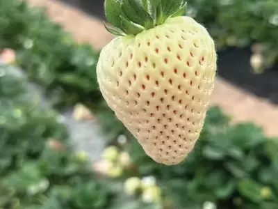 Cultivo de Morango Branco: A Chave para o Sucesso Premium na Agricultura