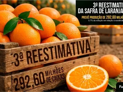 Nova Projeção da Safra de Laranja 2025/26: Produção Reduzida em São Paulo e Minas Gerais