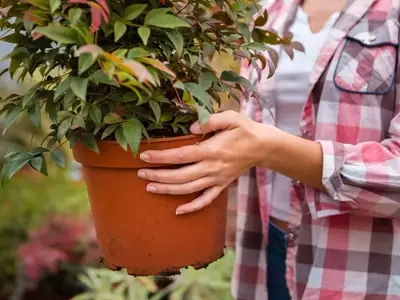 Cultivo de Frutas em Vasos: Guia Prático para o seu Apartamento