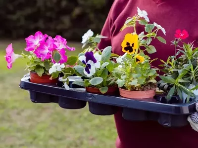 Jardim Perene: Selecionando Plantas para Beleza Duradoura em Qualquer Clima