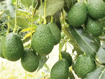 A Importância da Matéria Seca na Colheita do Abacate Hass para Qualidade Superior