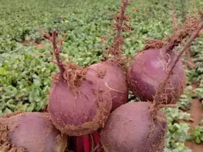 Aprimorando a Rentabilidade da Beterraba: Produtividade e Capacidade de Armazenamento Otimizadas