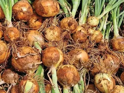 Inovação e Produtividade no Campo: A Colaboração Estratégica entre Agrocinco e Embrapa