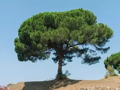 Pinheiro-manso: Beleza, História e Culinária do Pinus pinea