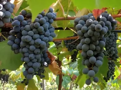 Novas Variedades de Uva Tintureira BRS Lis e BRS Antonella Impulsionam a Indústria de Sucos e Vinhos no Brasil