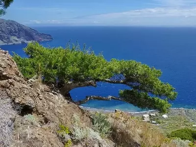 Juniperus turbinata: A Conífera Resiliente do Mediterrâneo