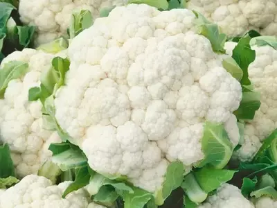 Aprimorando o Cultivo de Couve-flor: Adaptabilidade e Resistência aos Desafios Climáticos Brasileiros