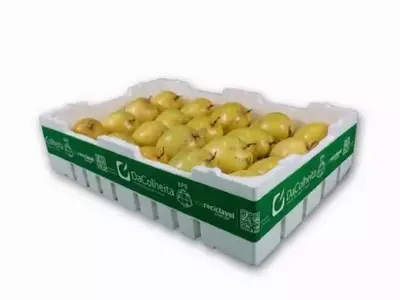 Termotécnica revoluciona transporte de maracujá com embalagem térmica inovadora