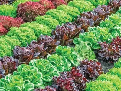O Poder das Algas Marinhas na Agricultura Moderna: Resiliência e Produtividade em Tempos de Mudanças Climáticas