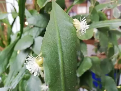 Rhipsalis elliptica: Um Cacto Pendente da Mata Atlântica