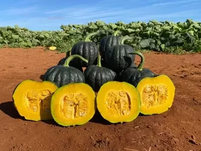 O Desafio da Polinização no Cultivo da Abóbora Japonesa: Estratégias para Otimizar a Produção