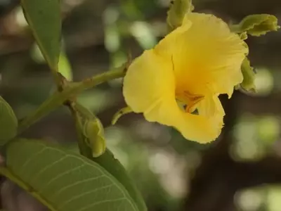A Qualea grandiflora: Uma Árvore Emblemática do Cerrado