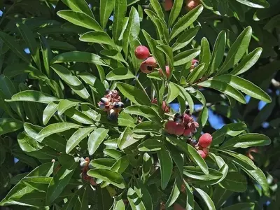 A Magnífica Matayba elaeagnoides: Uma Joia da Natureza para Paisagens Verdes