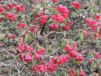 Rododendro de Thomson: A Majestade Floral dos Himalaias